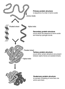 250px-Protein-structure