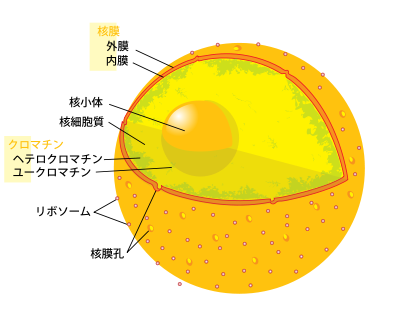 400px-Diagram_human_cell_nucleus_ja.svg