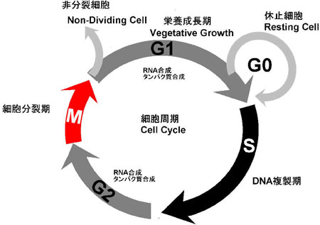 cell_cycle