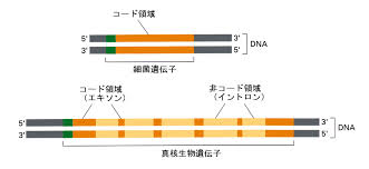 ダウンロード