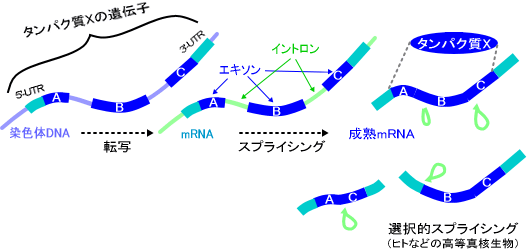 fig17_1