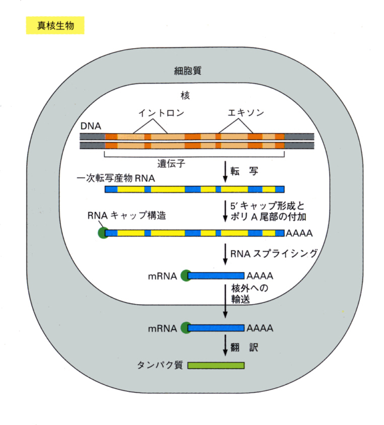 splice