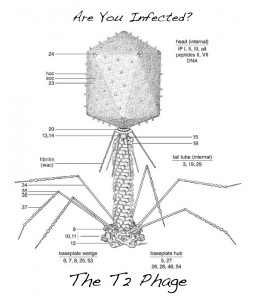 t2 phage2