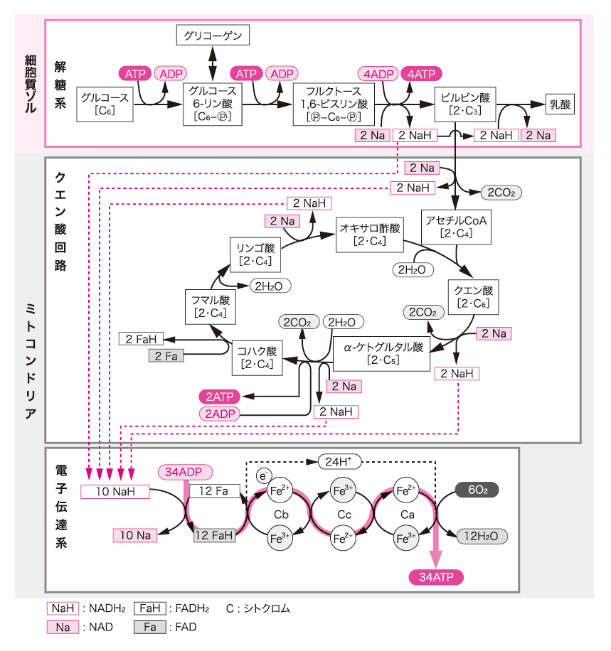 クエン 酸 回路 atp