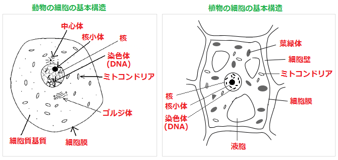 動物 細胞 植物 細胞 違い icsdulp